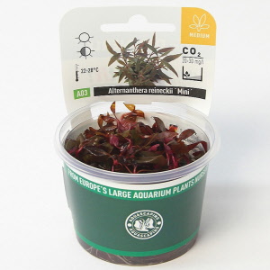 alternanthera-reineckii-mini-invitro