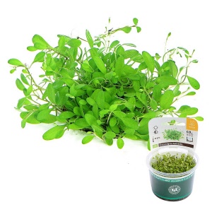 glossostigma-elatinoides-invitro