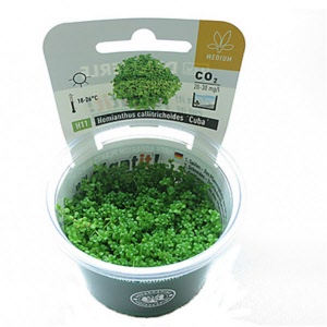 hemianthus-callitrichoides