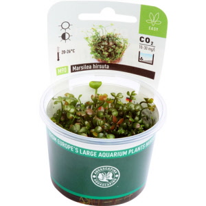 marsilea-hirsuta-in-vitro