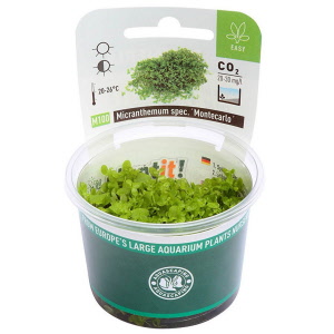 micranthemum-monte-cup