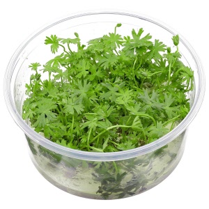 ranunculus-inundatus-in-vitro