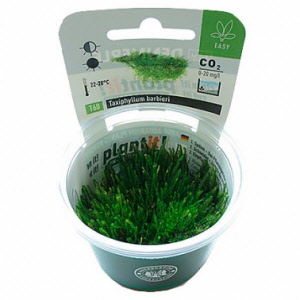 taxiphyllum-barbieri