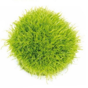 utricularia-graminifolia