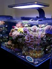 45 Gallon RL-45 JBJ RL Rimless Biotope Aquarium